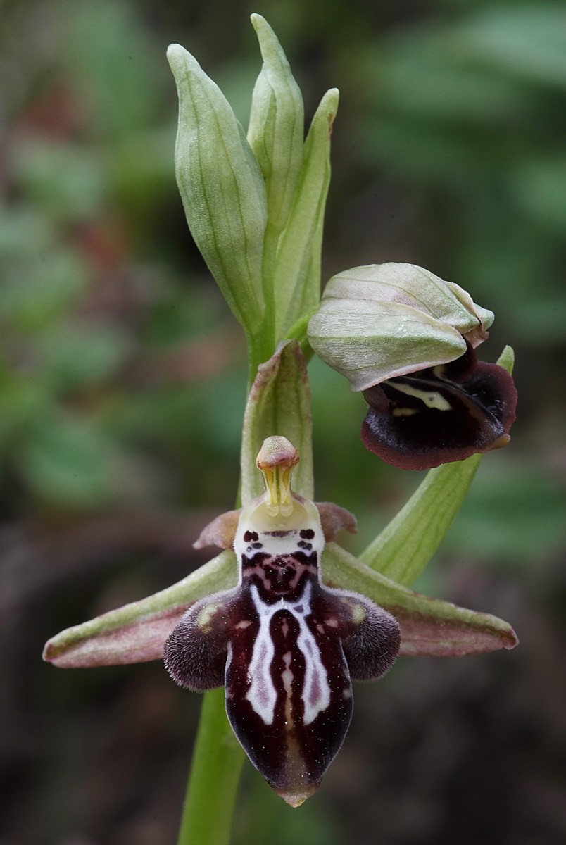 Cretan Bee Orchid Spilli 12/04/19