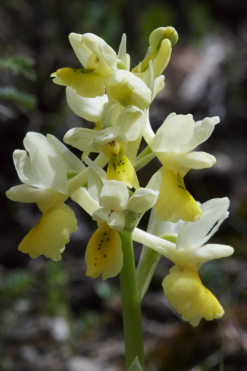 Lax Flowered Orchid Spilli 12/04/19