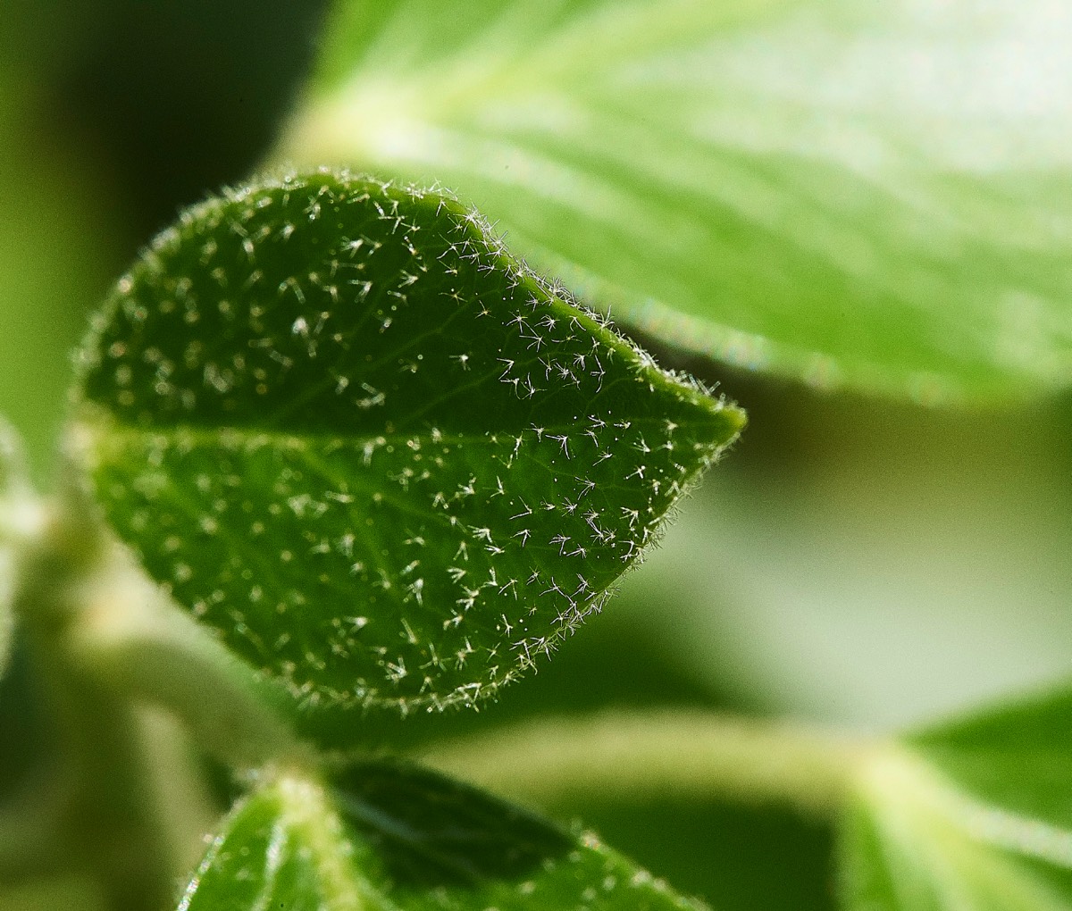 Fresh Ivy leaf  Hanworth 23/05/19