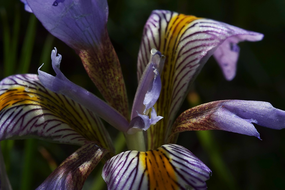Cretan Iris - Kali Sakia  Crete  09/0419