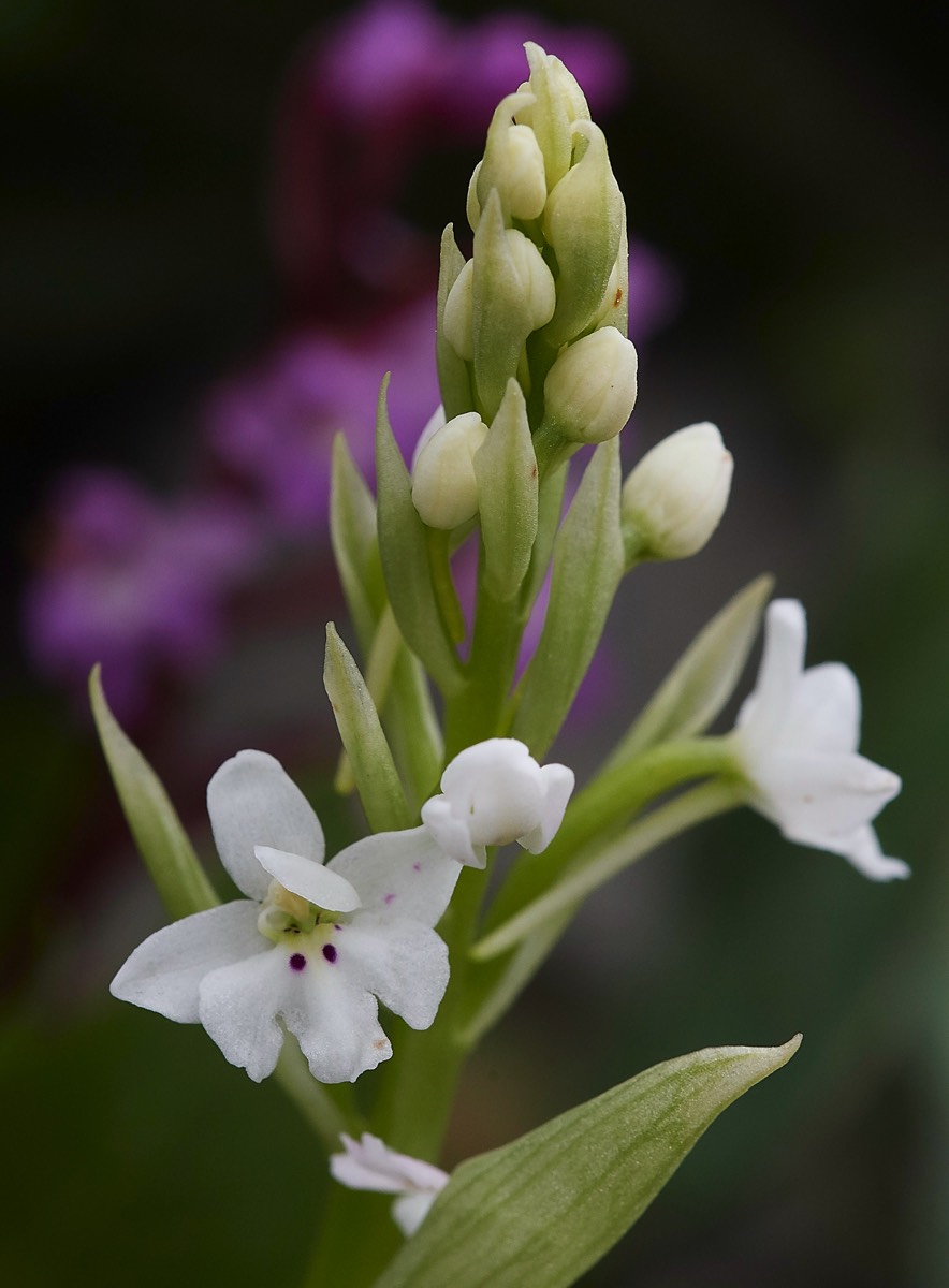 Four Spotted Orchid  Mourne Crete 10/04/19