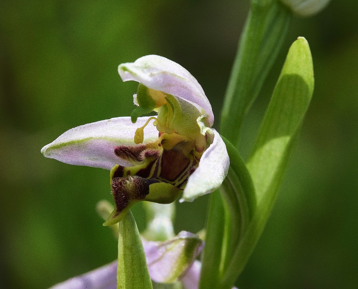 Bee Orchid  Overstrand 14/06/19