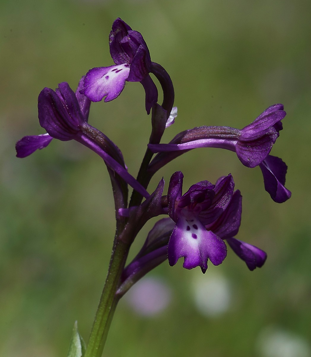 Four Spotted Orchid  Mourne Crete 10/04/19