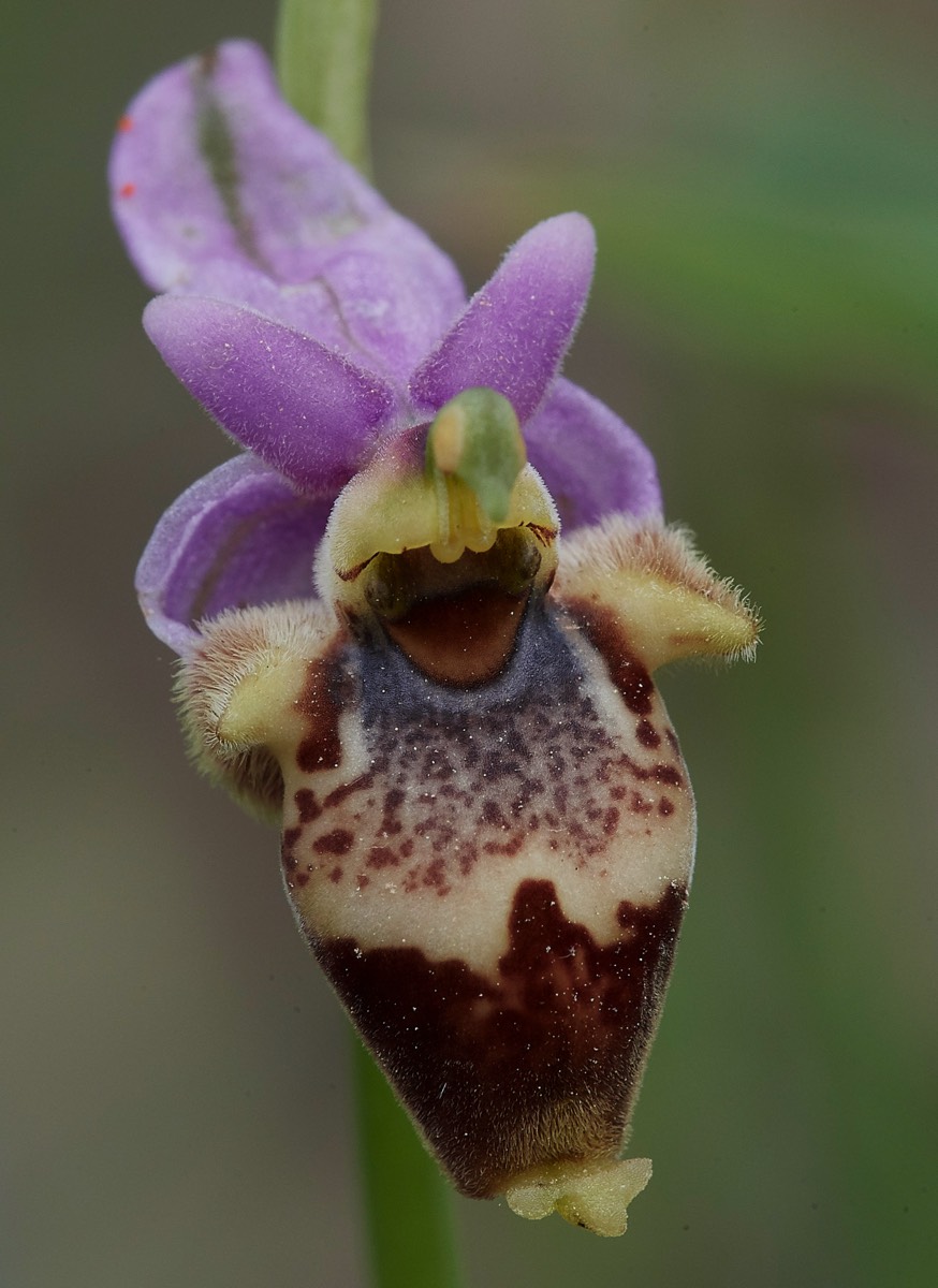 Heldreichs Orchid  Armeni Tombs 13/04/19