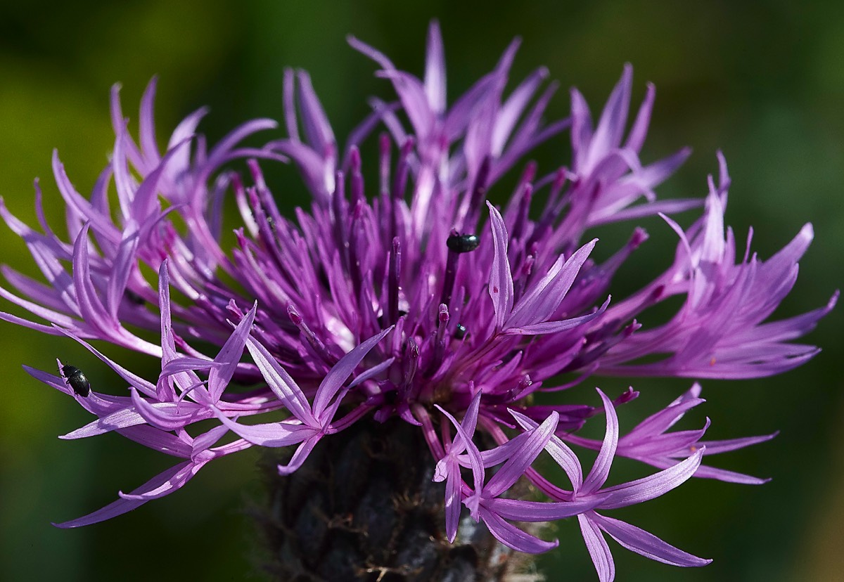 Greater Knapweed Metton 05/07/19