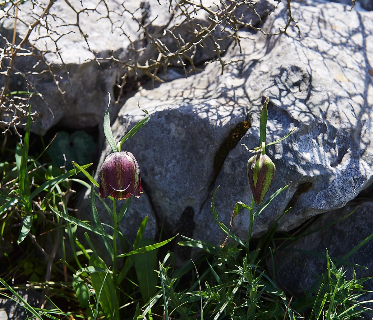 Fritillaria messanensis subsp. sphaciotica Kali Sakia  Crete 09/04/19