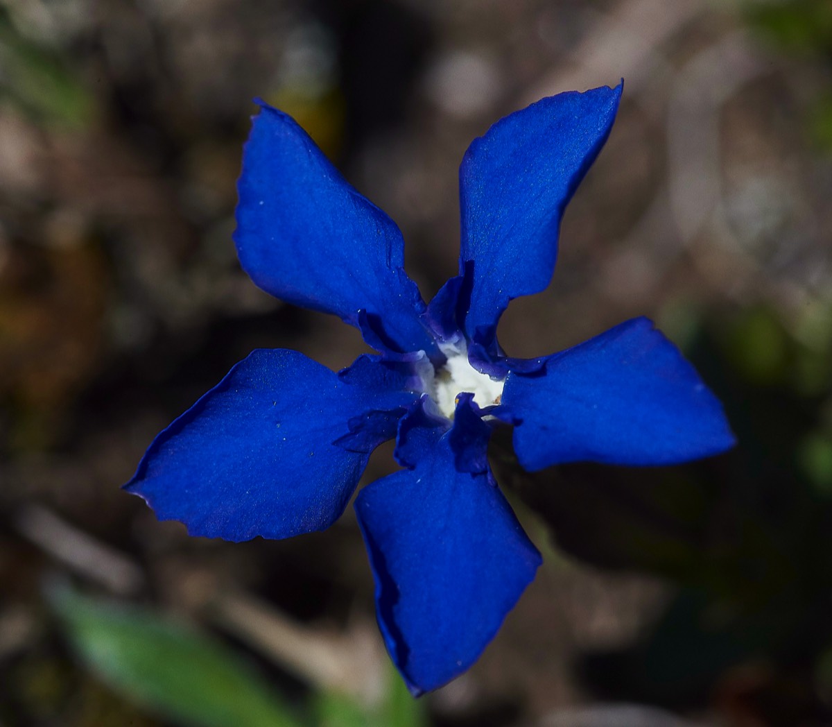 Spring Gentian  On the road to Col de Tentes 01/06/19