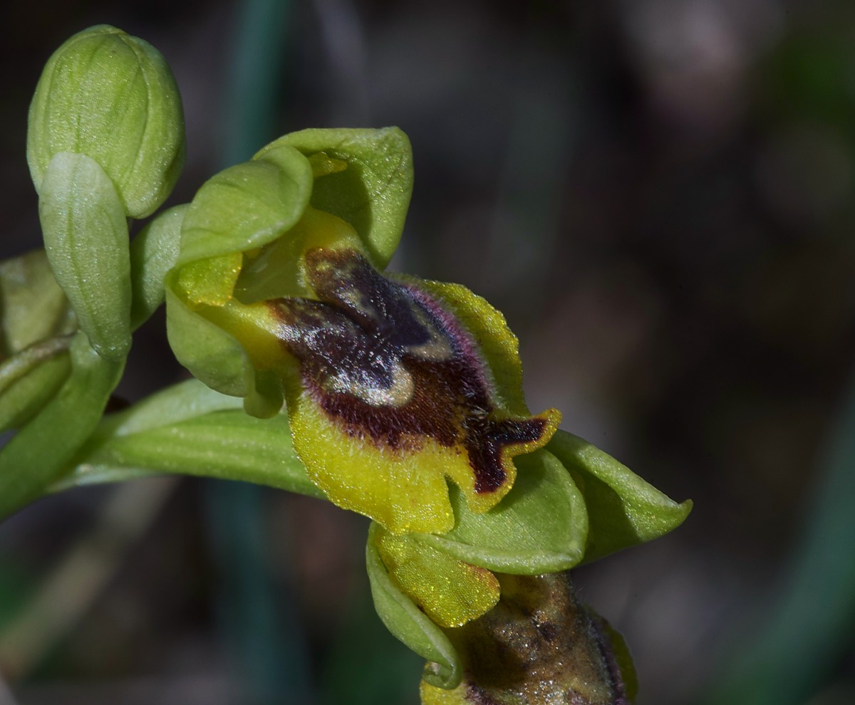Yellow Bee Orchid - Kali Sakia  Crete  09/0419