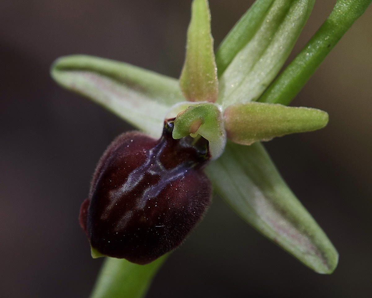 Ophrys grigoriana? Kali Sakia  Crete 09/04/19
