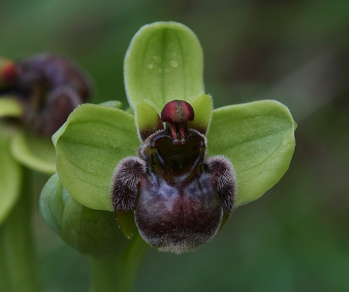 Bumble Bee Orchid  Armeni Tombs 13/04/19
