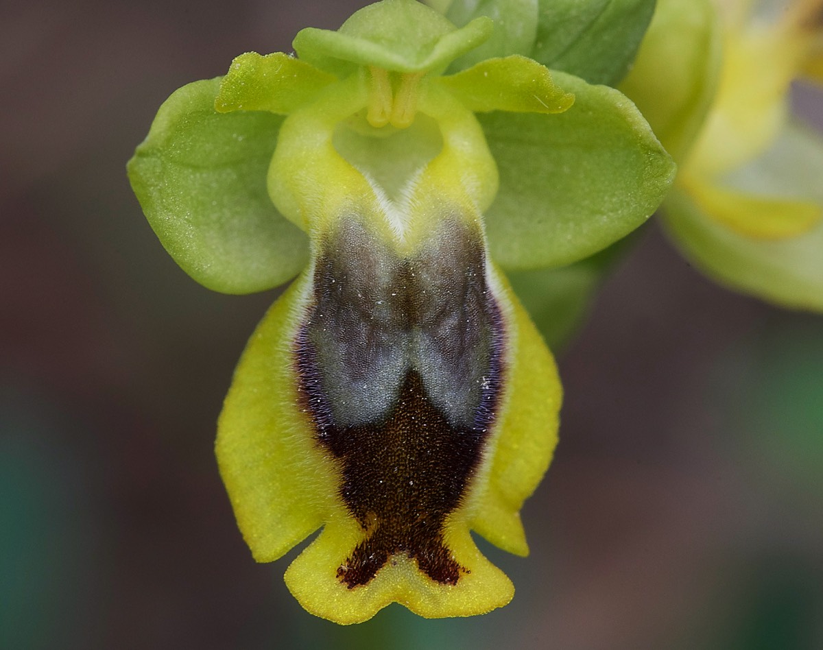 Yellow Bee Orchid  Armeni Tombs 13/04/19