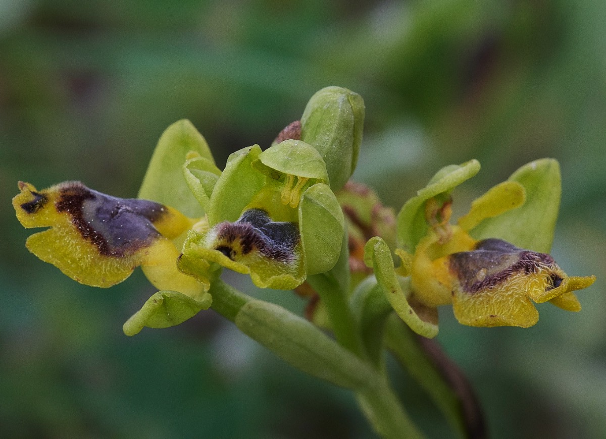 Yellow Bee Orchid  Mourne - Crete 10/04/19