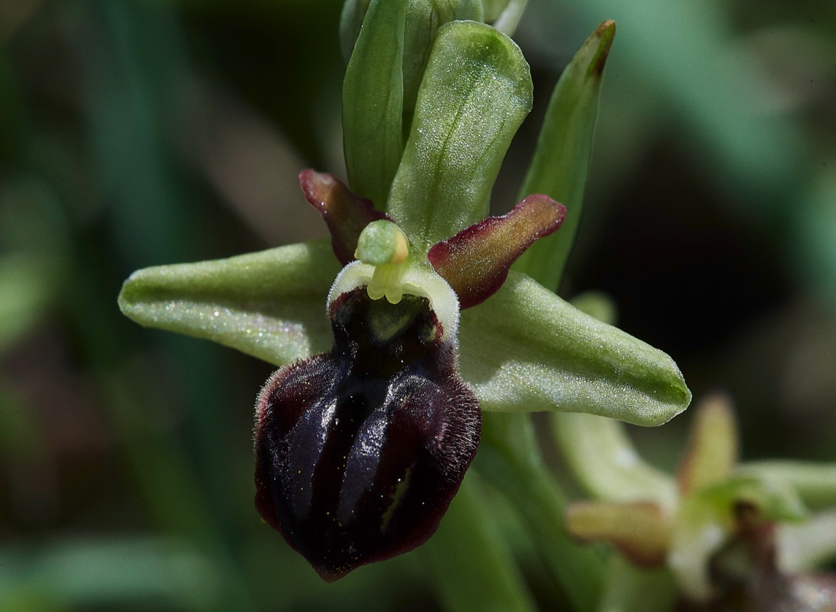 Ophrys spruneri? Kali Saki Crete 09/0419
