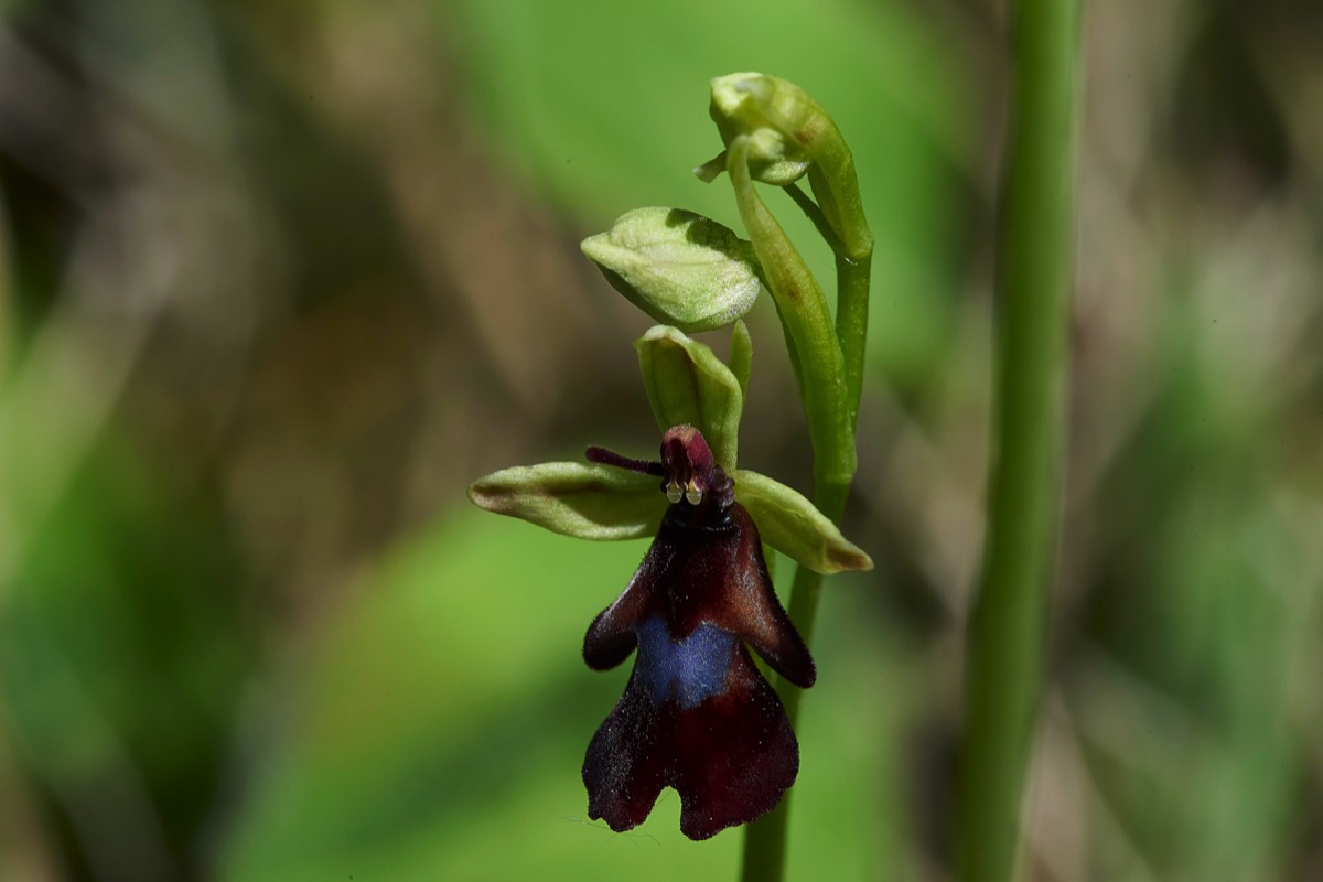 Fly Orchid  Road to gavarnie 01/05/19