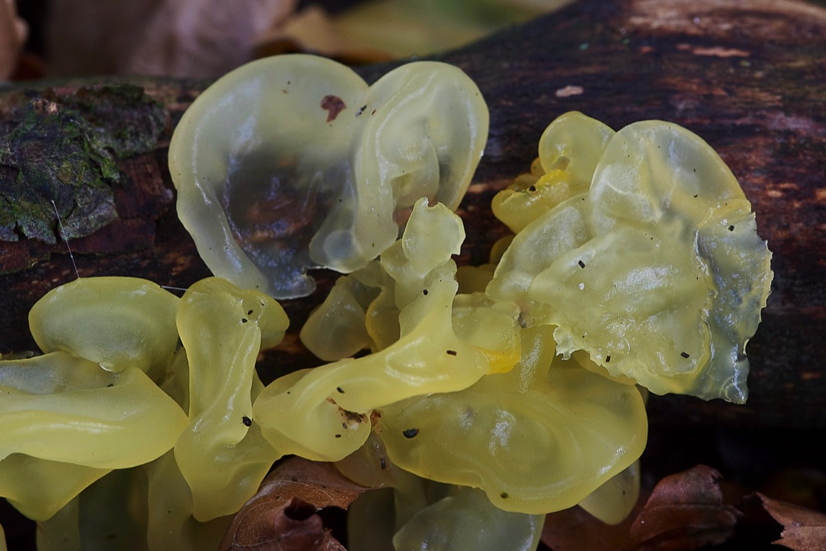 Yellow Brain - Stonepit Wood 07/10/19