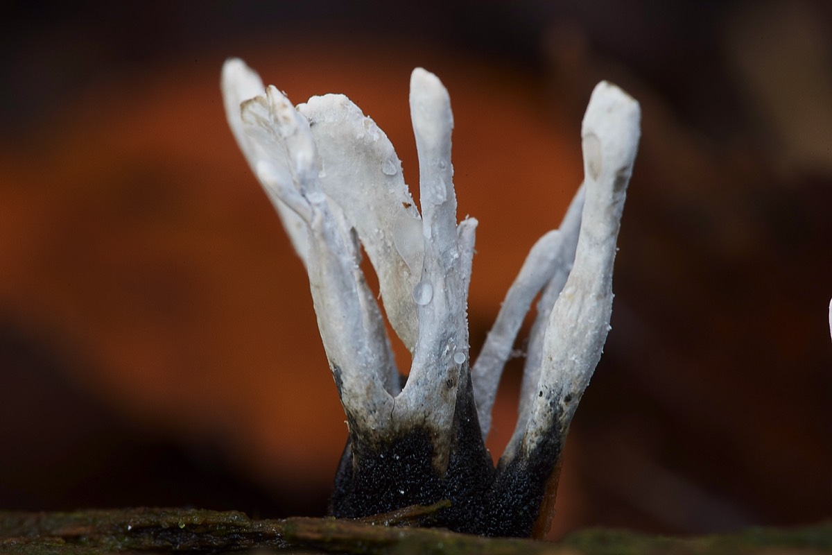 Candlesnuff Fungus - Crostwight Heath 20/11/19