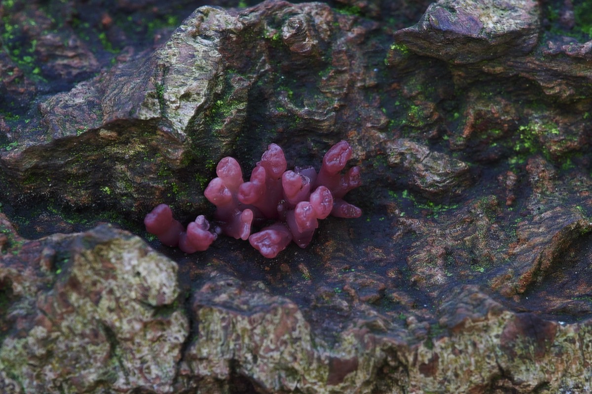 Purple Jellydisc - Duncliffe Wood 03/11/19