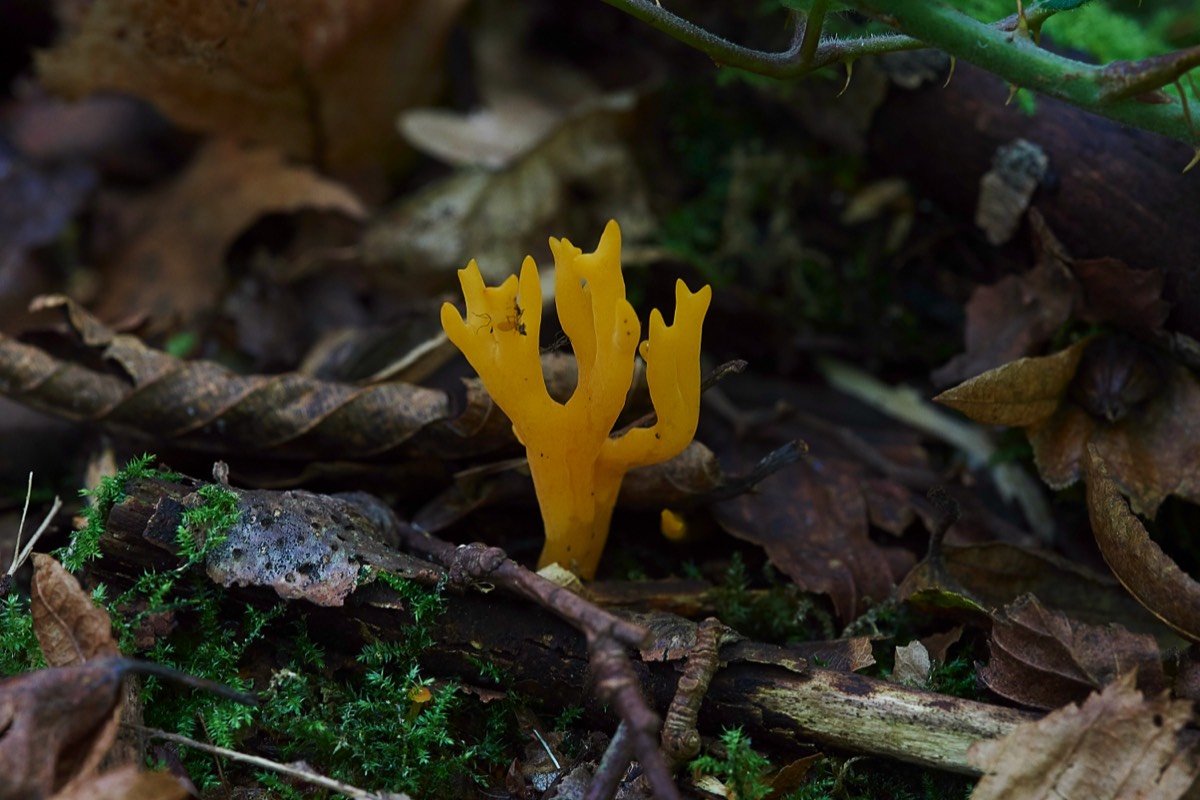 Yellow Staghorn - Tyrell
