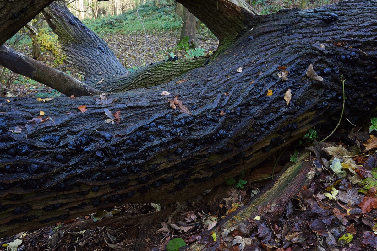 Black Bulgar - Whitlingham Wood  19/11/19