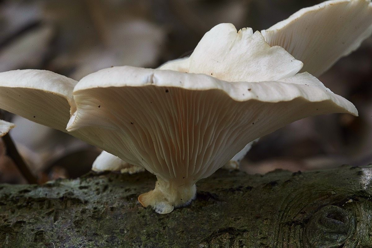 Oyster Mushroom - Tyrell