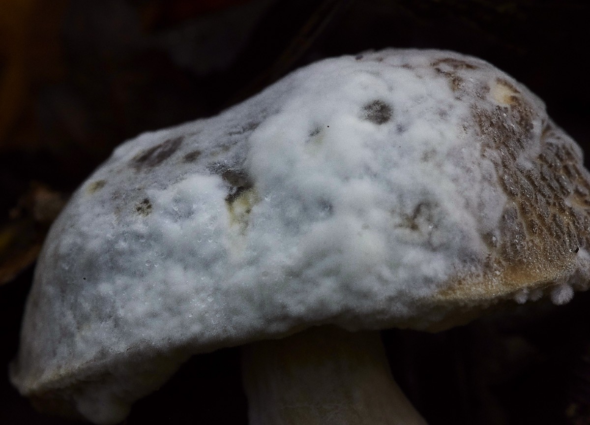 Bolete Eater Fungus - Upper Sheringham 17/10/19