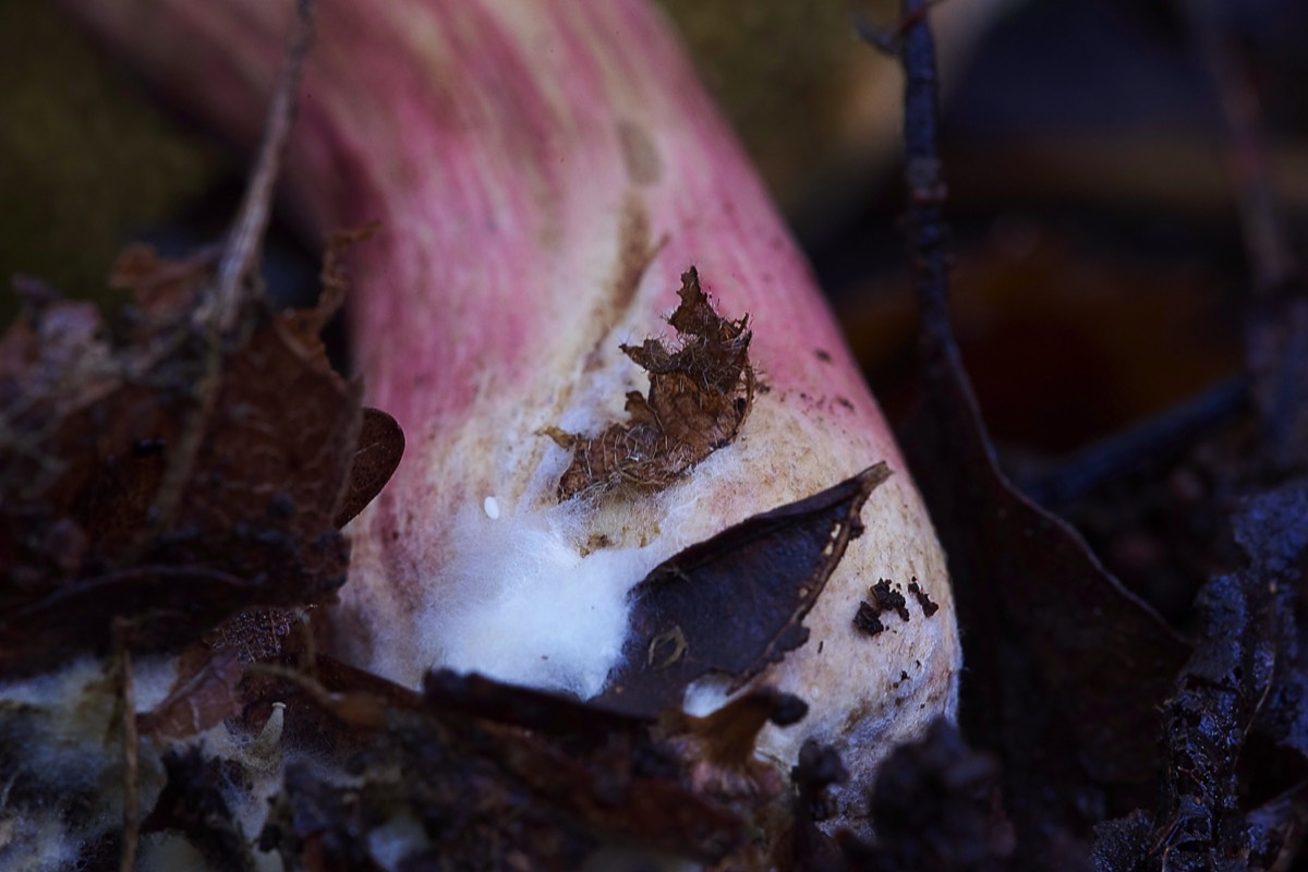 Boletus cesalpinus - Upper Sheringham 17/10/19