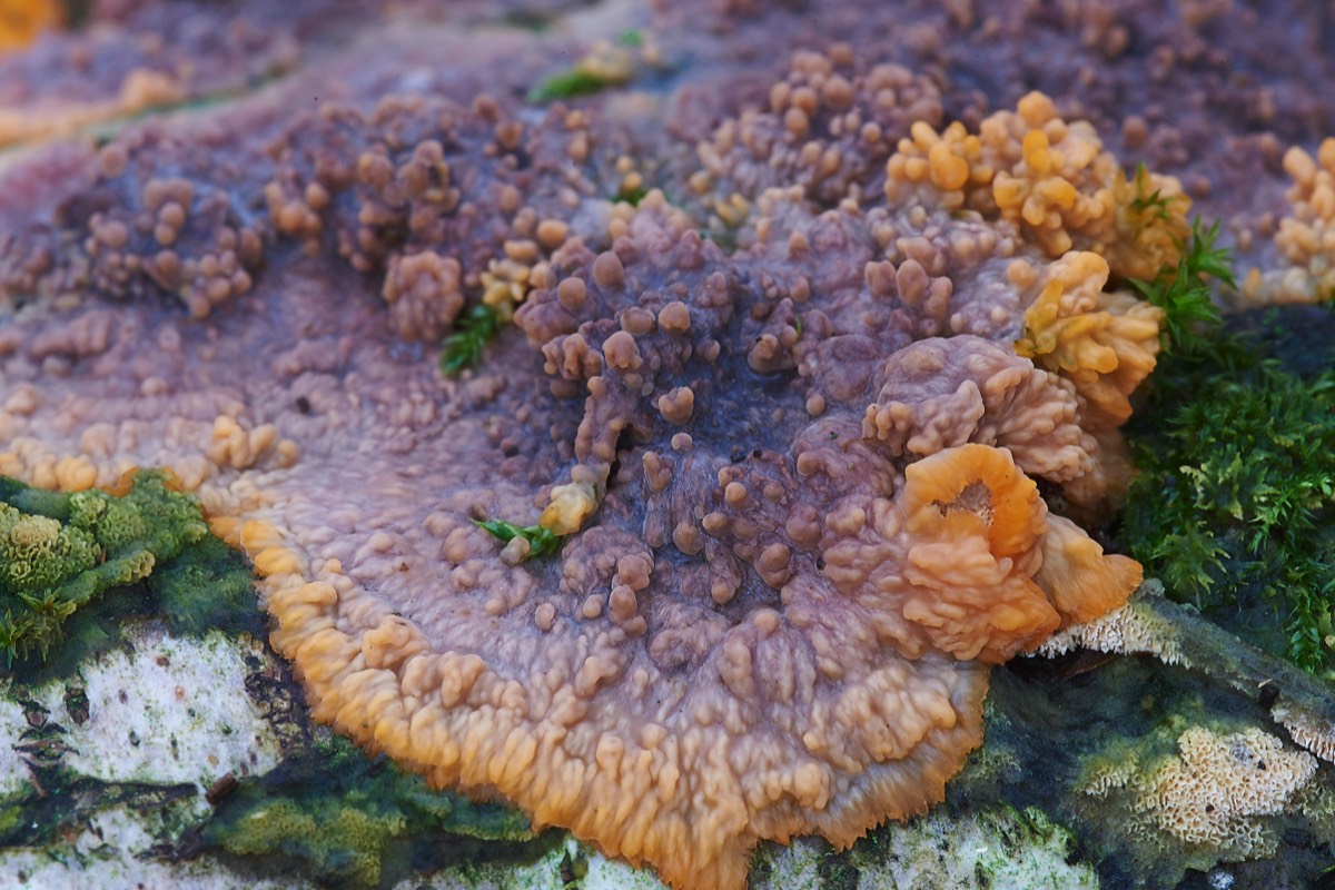 Wrinkled crust Fungus - Crostwight Heath 20/11/19