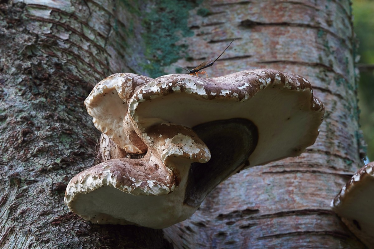 Birch polypore - Stonepit Wood 07/10/19