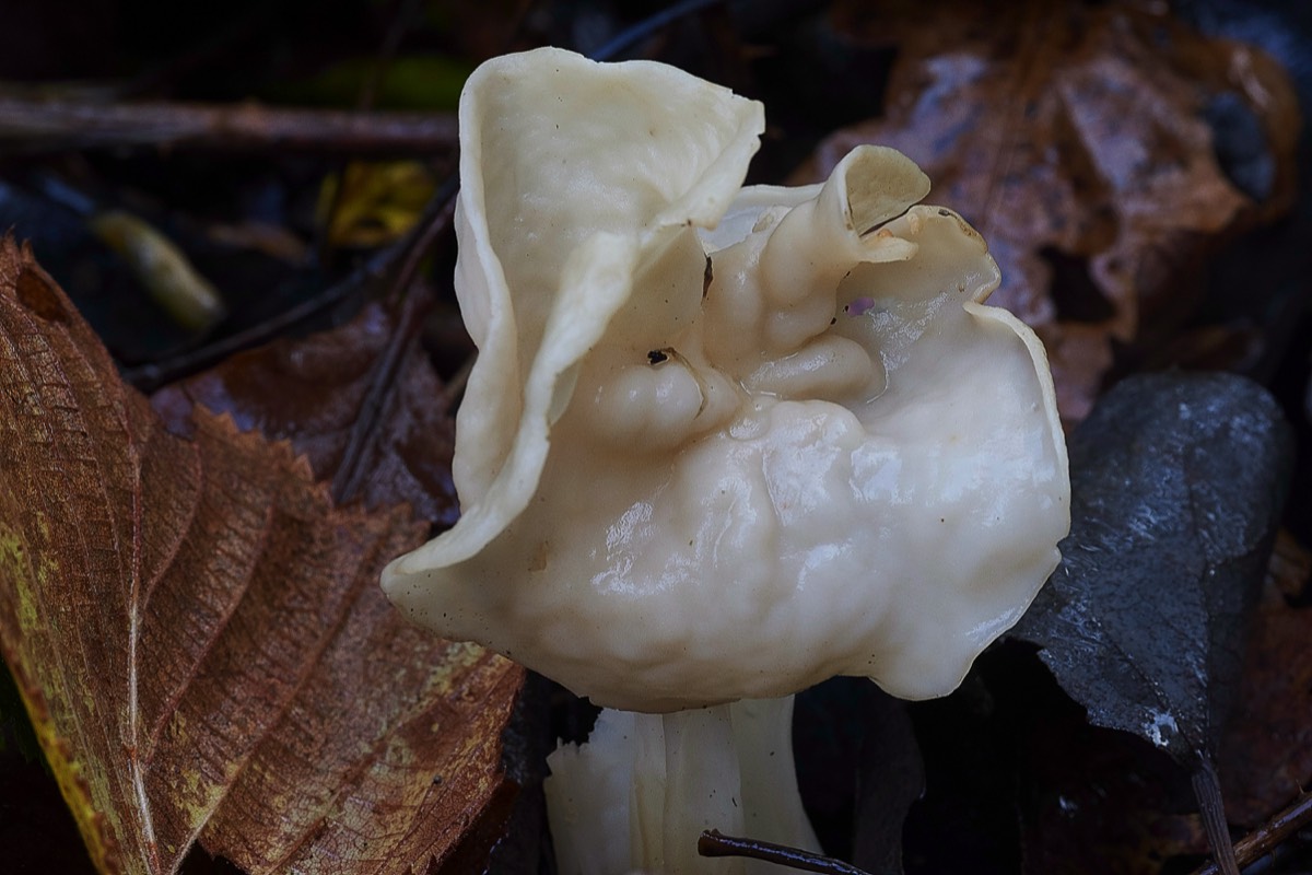 White Saddle Fungus - Foxley Wood 10/11/19