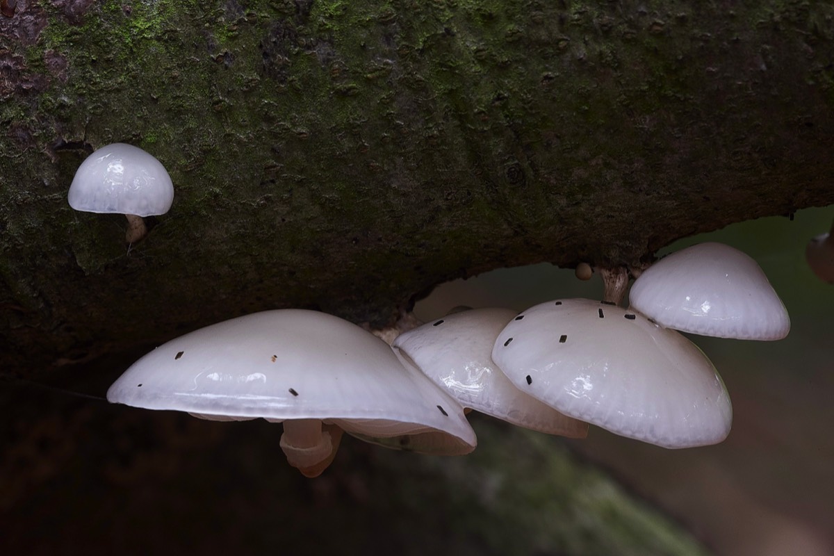 Porcelain Fungus - Felbrigg 18/10/17