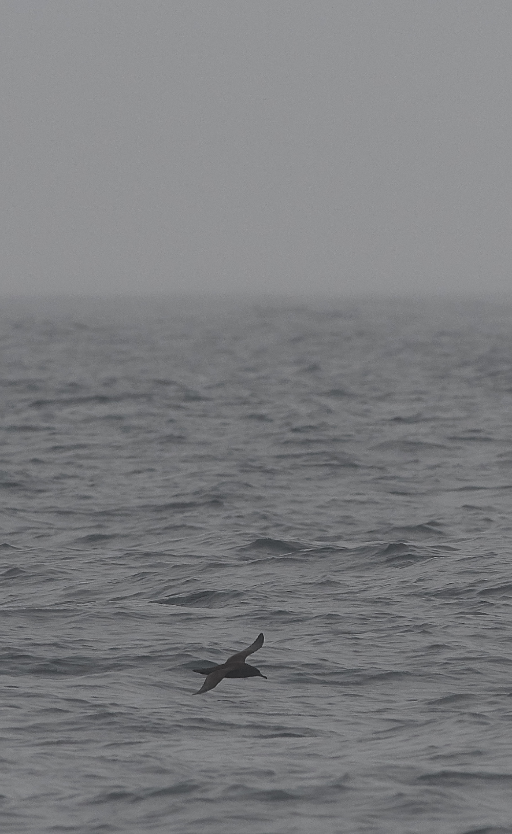 ScillyPelagic4SootyShearwater250819-1