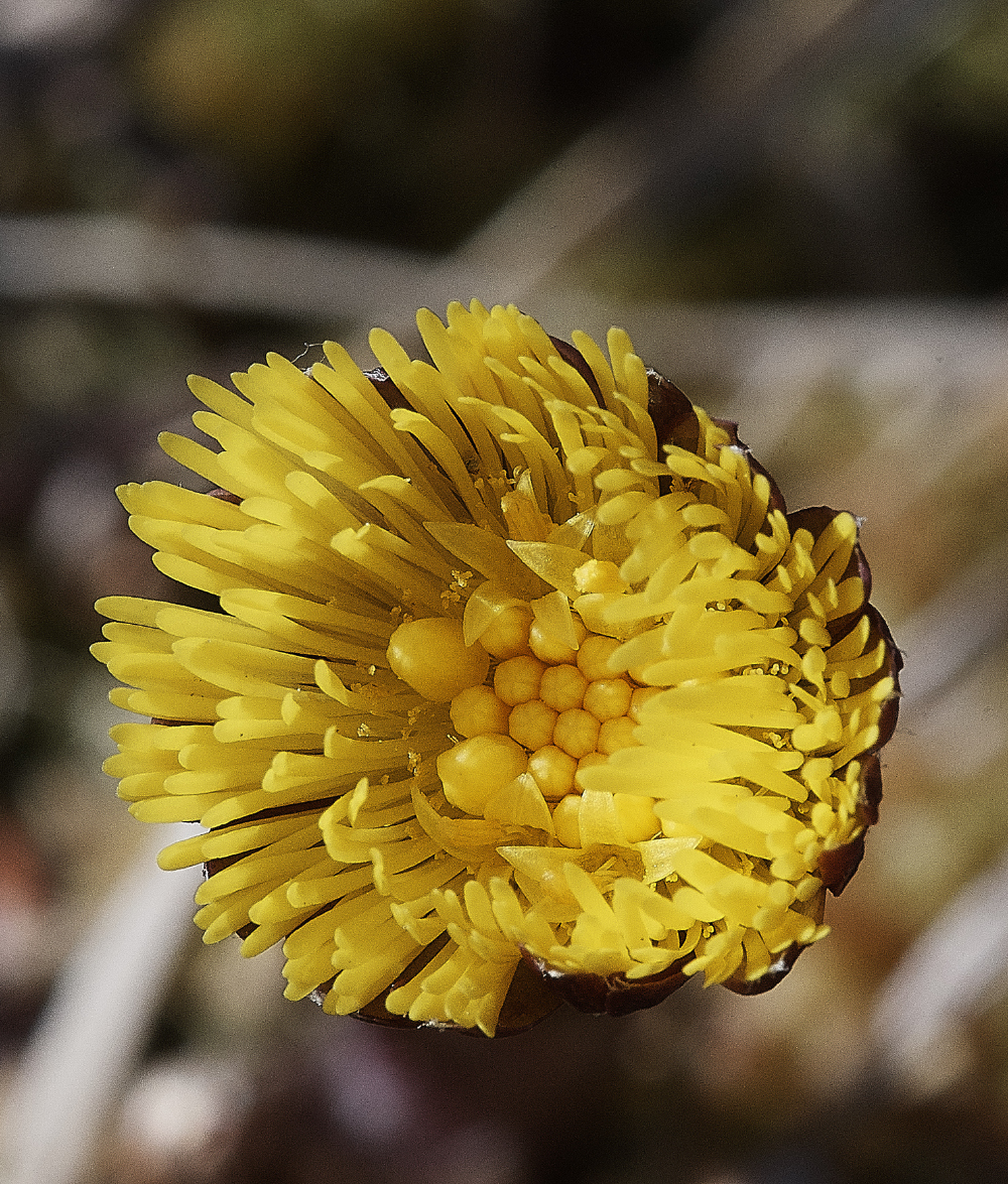 BeestonCommonColtsfoot310319-1