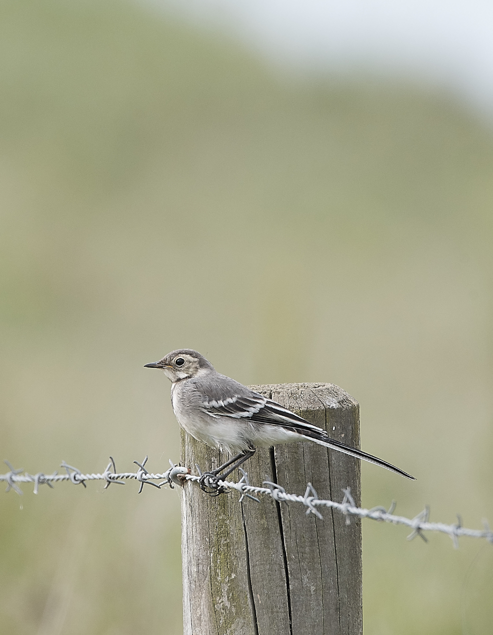 CleyPiedWagtail190619-1