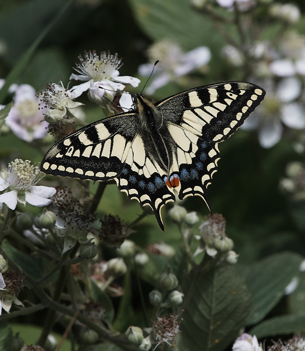 HicklingSwallowtail220619-3