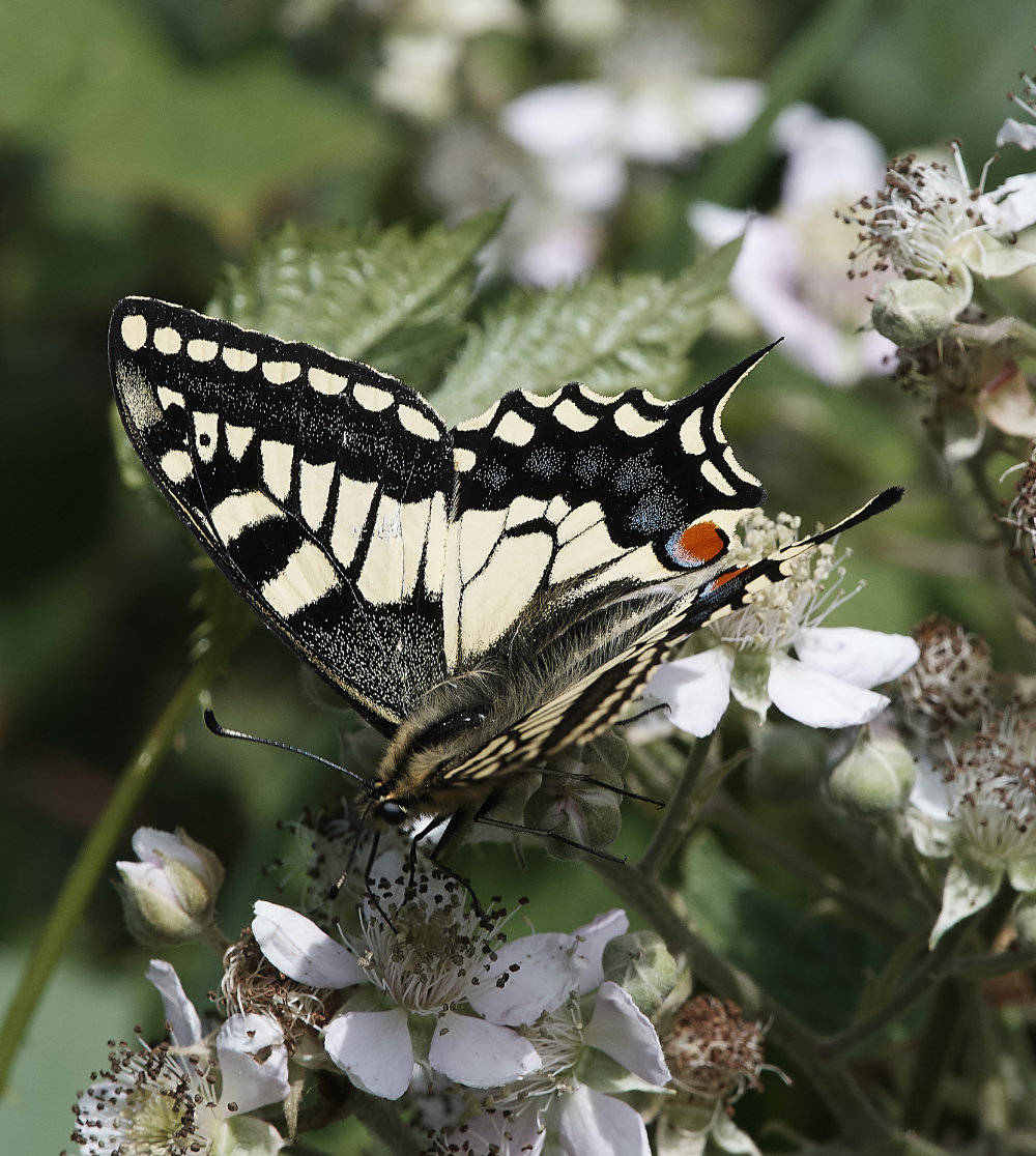 HicklingSwallowtail220619-7