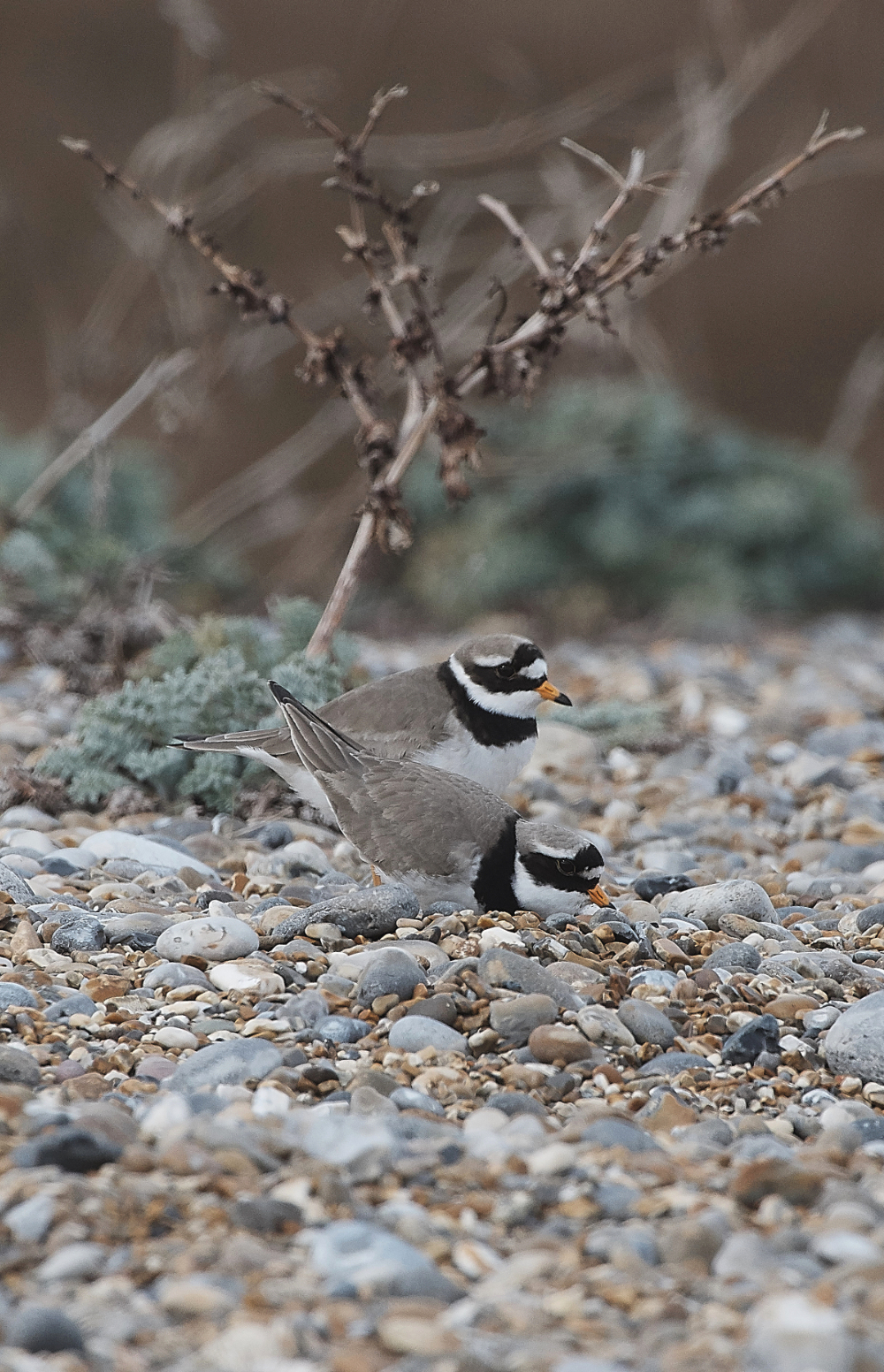 SalthouseRIngedPlover230319-4a