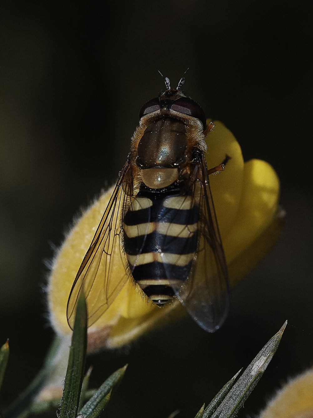 StonePitWoodHoverfly300419-1