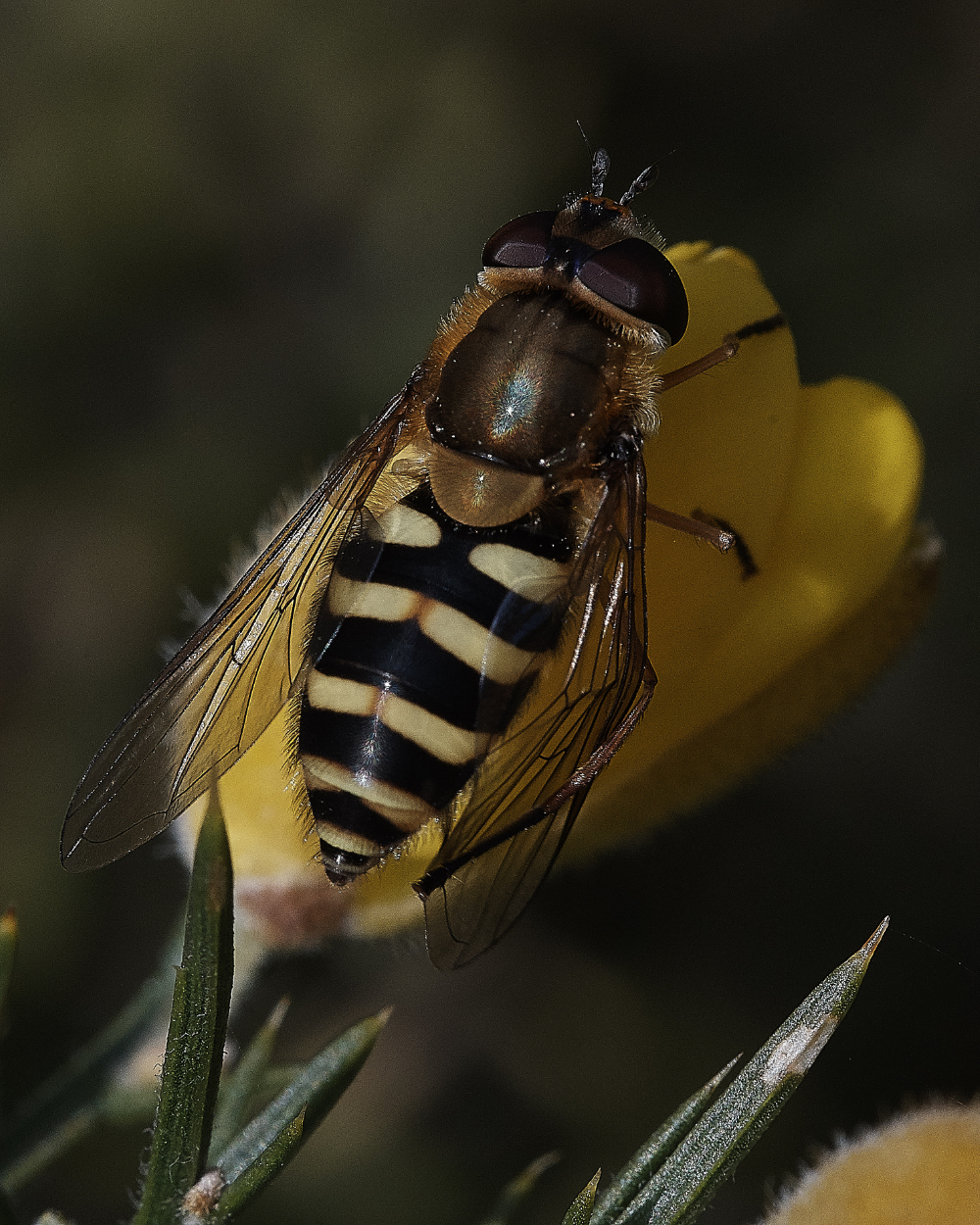 StonePitWoodHoverfly300419-2