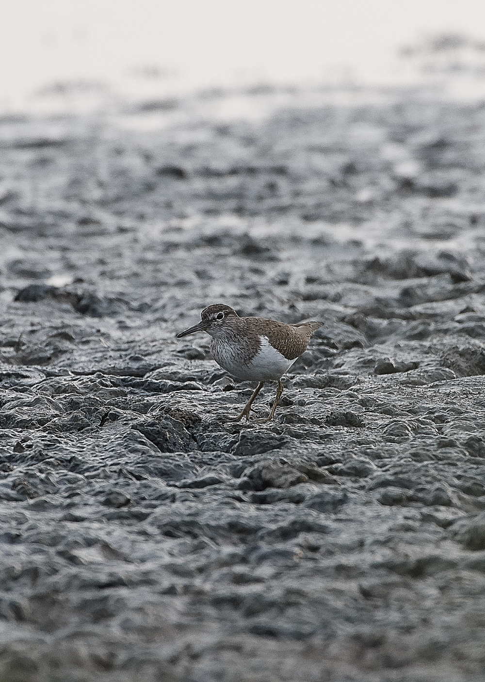 CleyCommonSandpiper