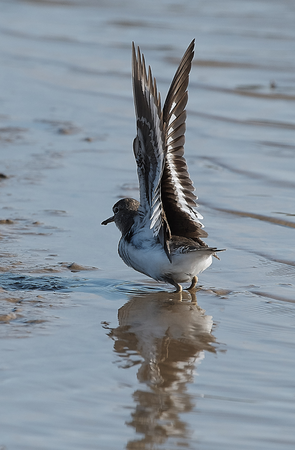 CleyCommonSandpiper140719-5