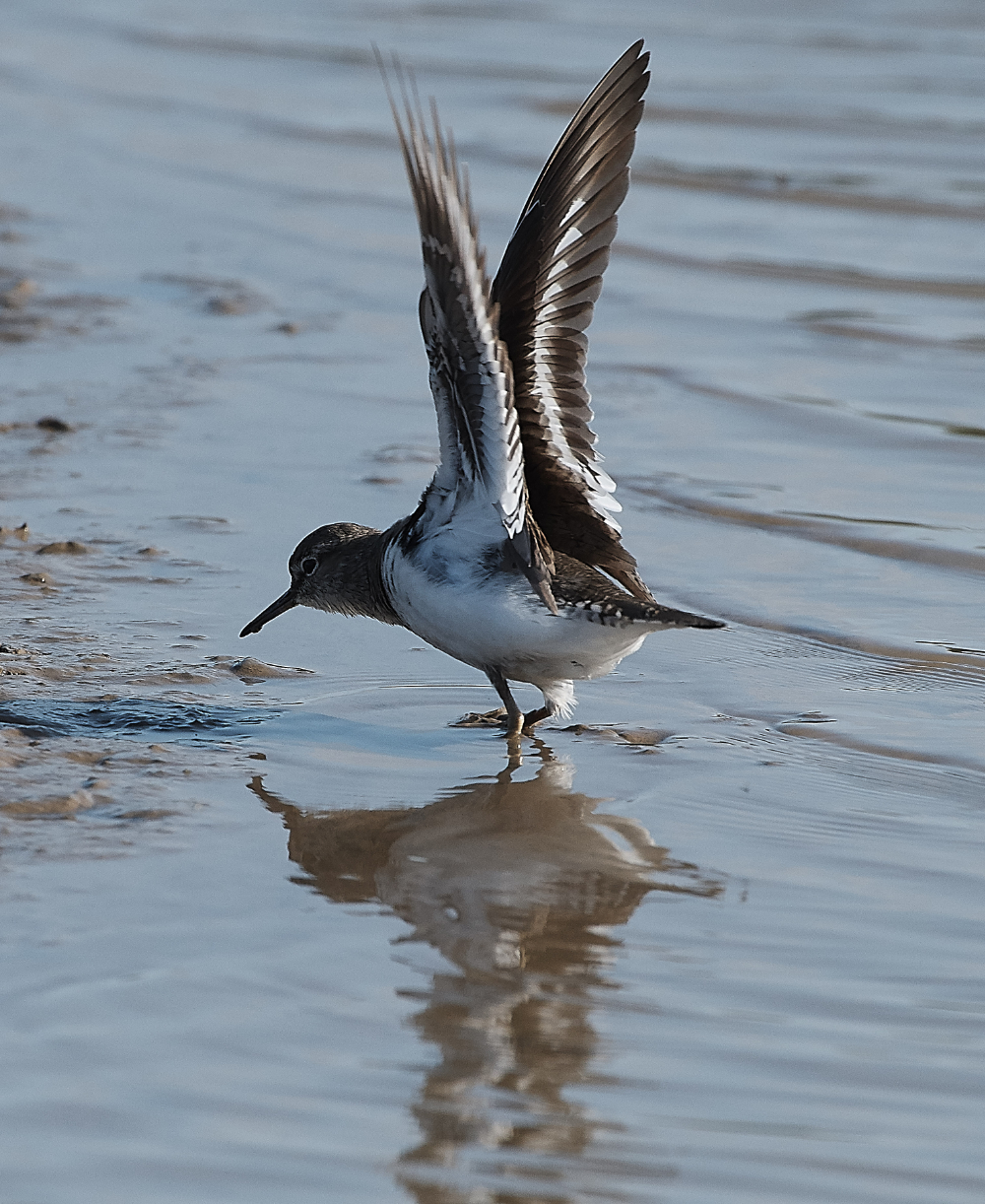 CleyCommonSandpiper140719-6