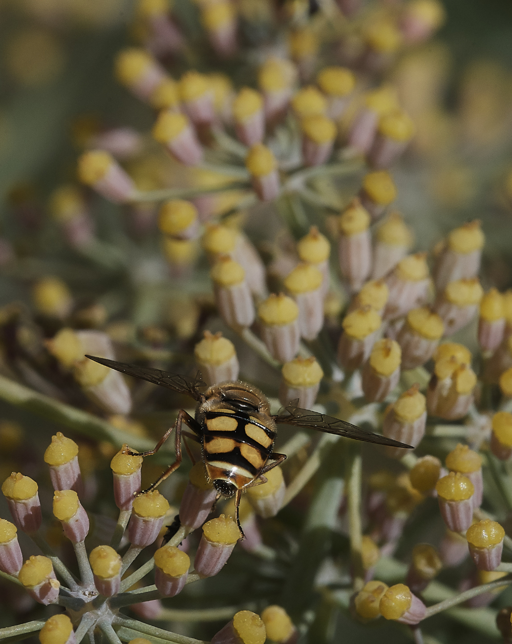 SalthouseHoverfly290719-1
