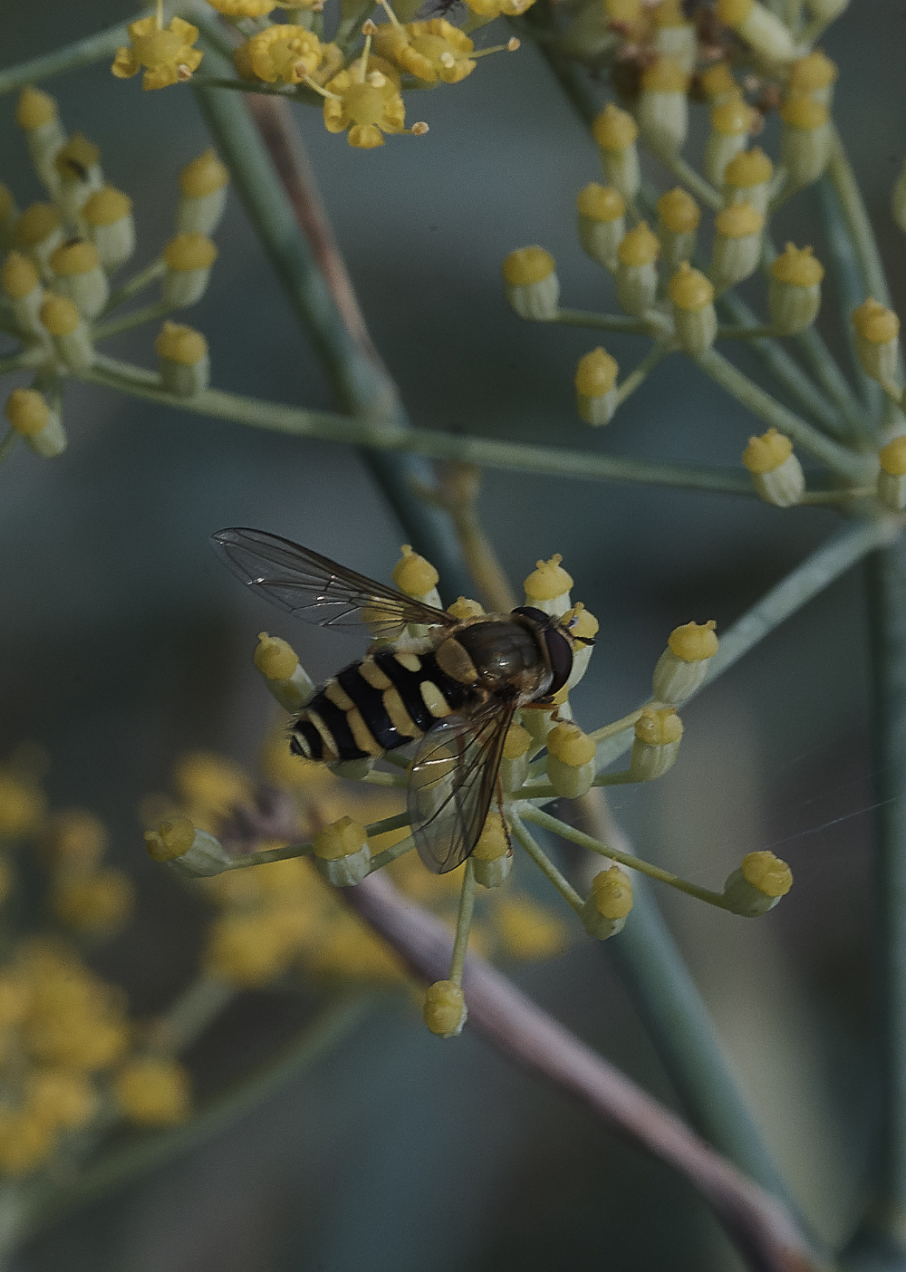 SalthouseHoverfly3270919-1