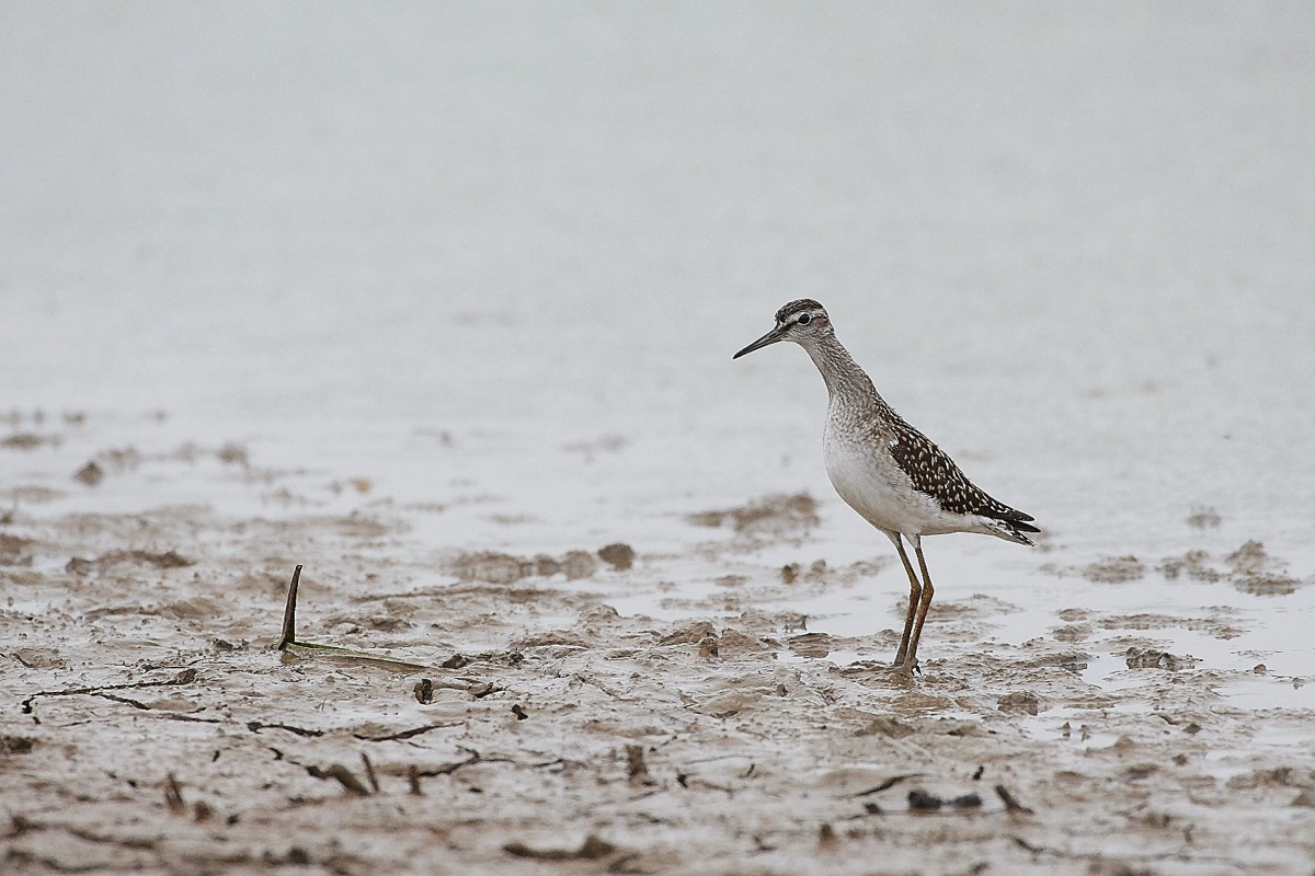 Wood Sand Piper - Cley 31/07/19