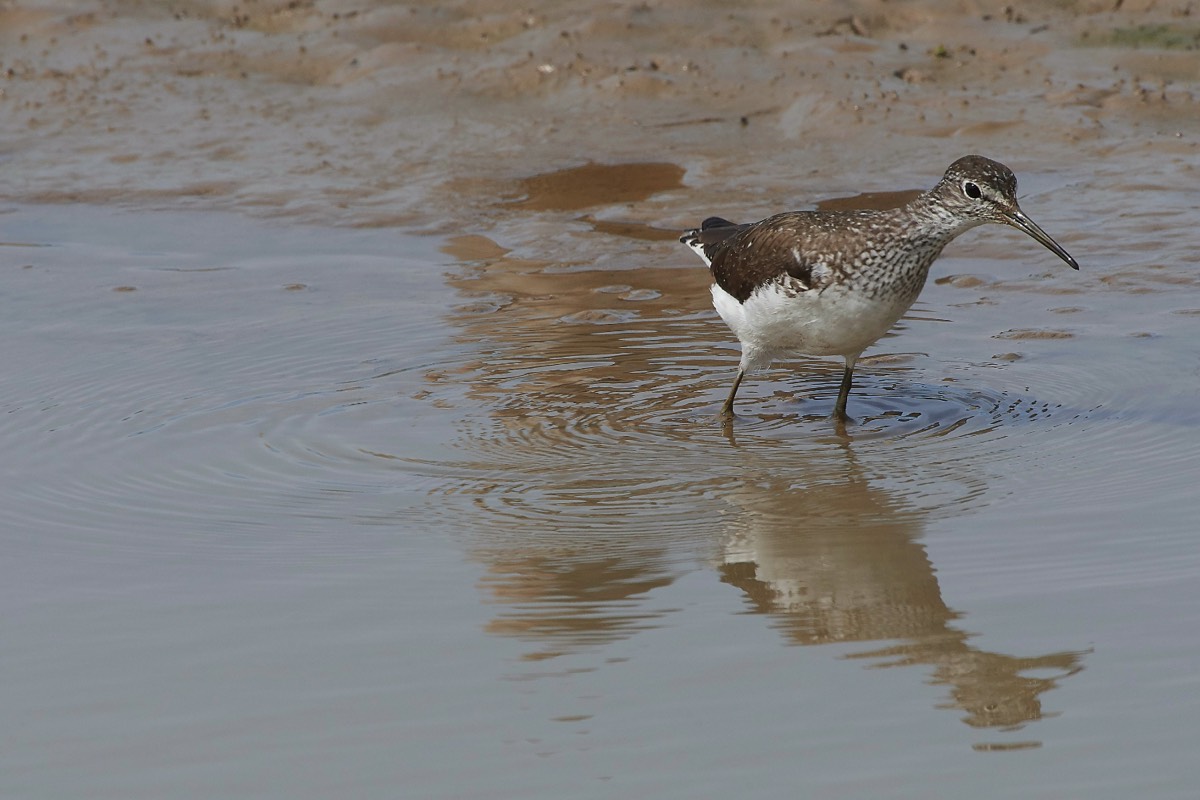 Green Sand Piper - Cley 03/08/19