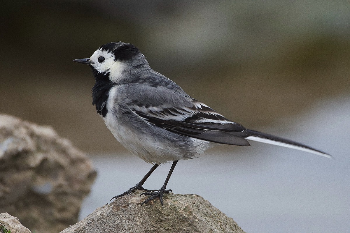 Pied Wagtail - Salthouse 26/03/19