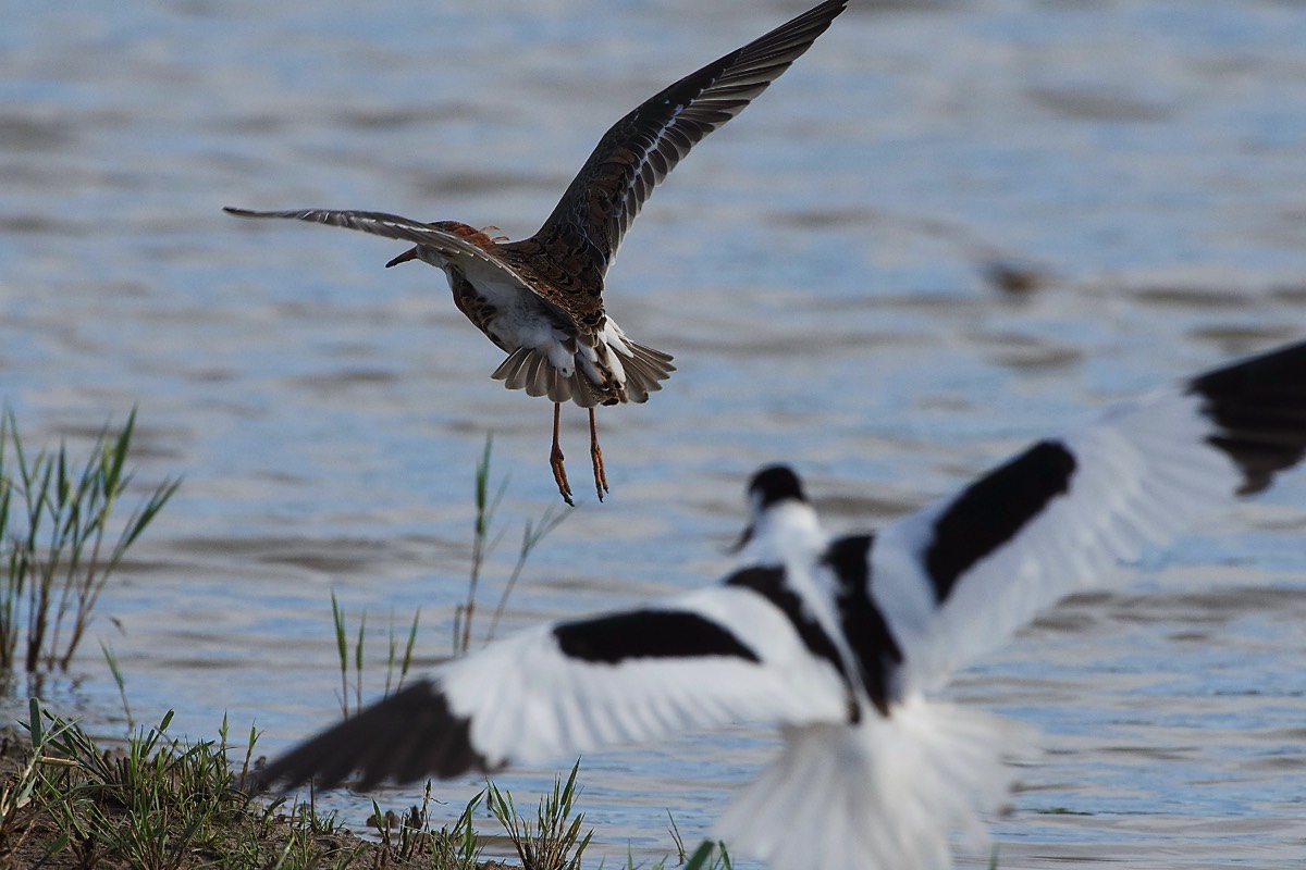 Avocet scaring off Ruff - Cley 05/07/19