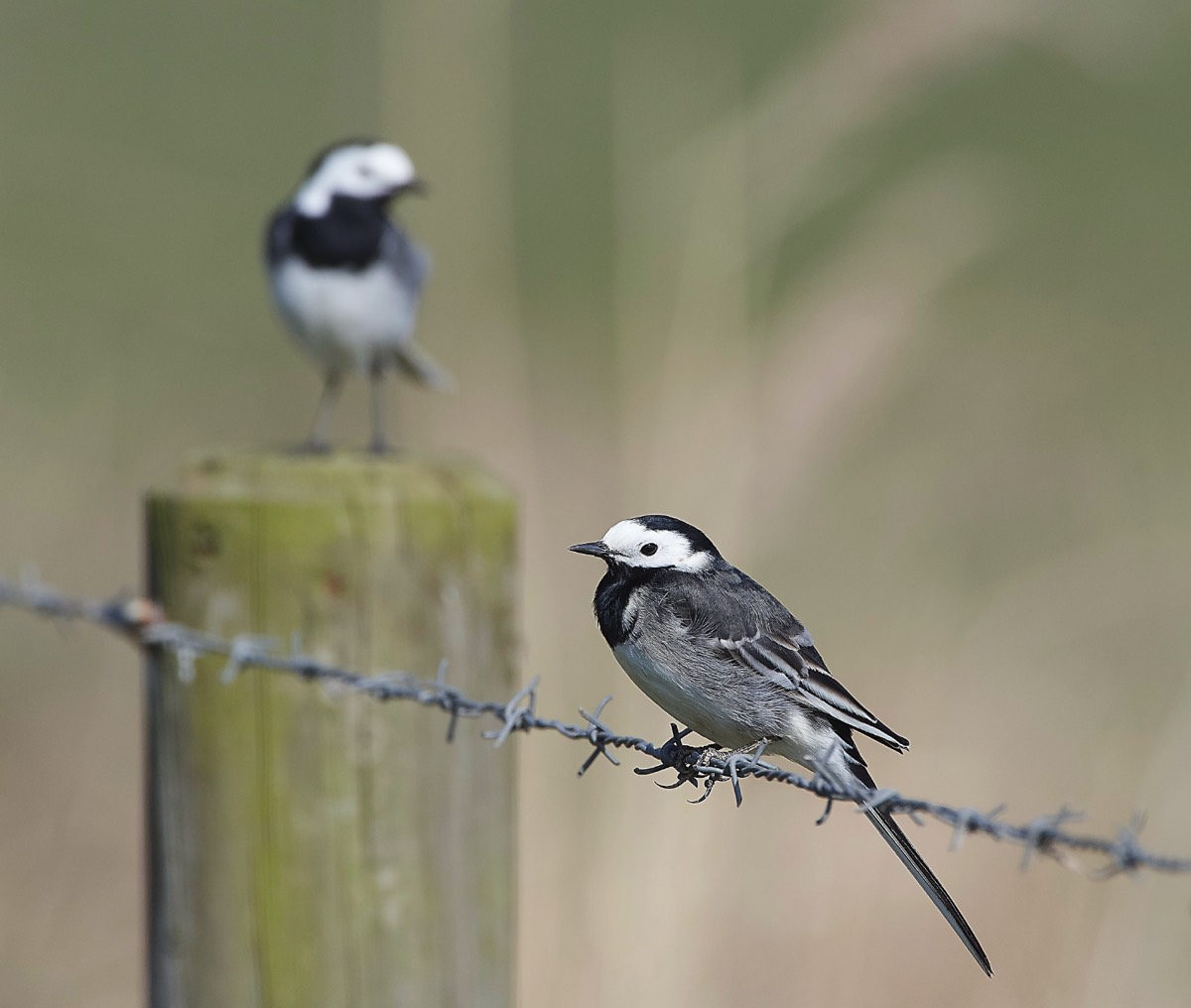 Pied Wagtail - Cley 29/03/19
