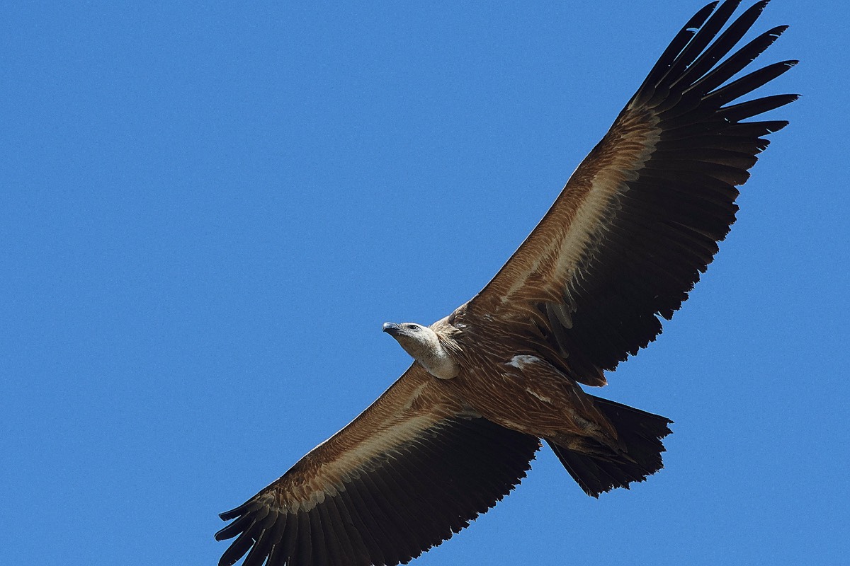 Griffon Vulture - Aredena Crete 12/04/19