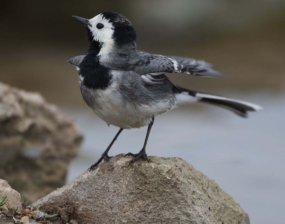 Pied Wagtail - Salthouse 26/03/19